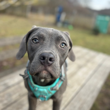 Adoption Gallery Image