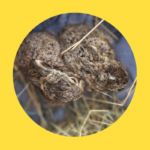 Pfotenhilfe: Erste Hasenbabys in Not gerettet