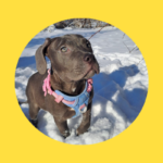 Welpen aus Schimmel, Kot und Urin befreit!