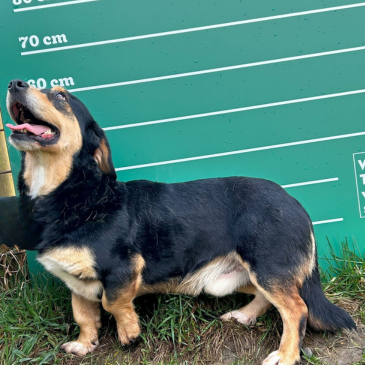 Adoption Gallery Image