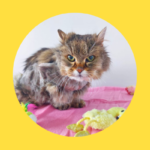 Wurde verwahrloste Katze zurückgelassen?