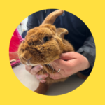 Ausgesetzte Kaninchen und Hühner schon vor Ostern