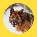 Neue Verordnungen zur Tierhaltung: scharfe Kritik von Tierschutzorganisationen