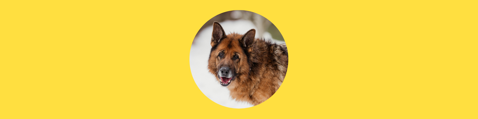 Neue Verordnungen zur Tierhaltung: scharfe Kritik von Tierschutzorganisationen