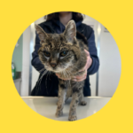 Katze in erschreckendem Zustand gefunden