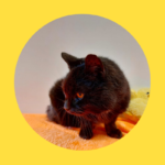 Schwanzlose Katze gefunden