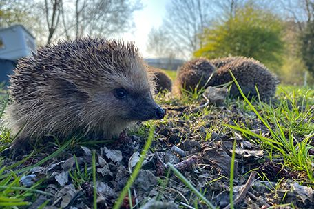 Wildtiere in der PFOTENHILFE Lochen
