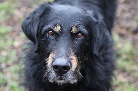 Futterpatenschaft Hunde - Pfotenhilfe`