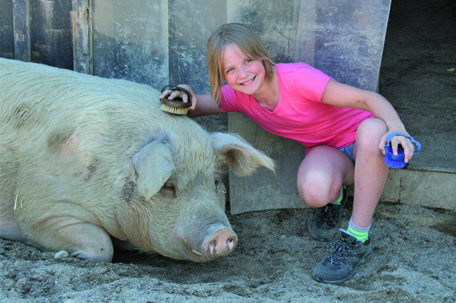 Schweine in der PFOTENHILFE LOCHEN