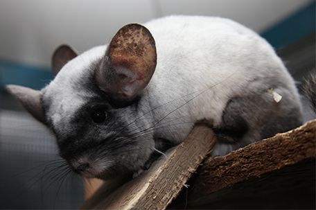 Die kleinen Nager in Pfotenhilfe Lochen
