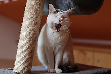 Futterpatenschaft Katzen - Pfotenhilfe`