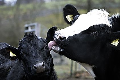 Futterpatenschaft Wiederkäuer - Pfotenhilfe`