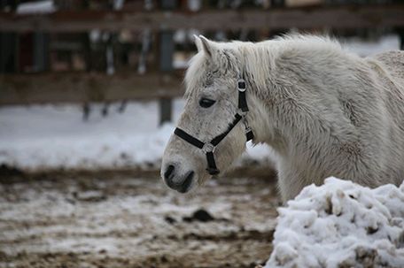 Die Huftiere in der PFOTENHILFE