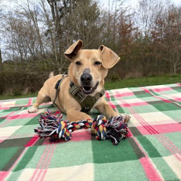 Adoption Gallery Image