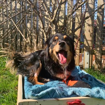 Adoption Gallery Image