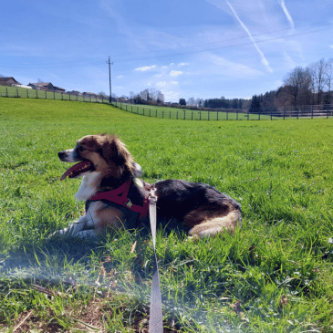 Adoption Gallery Image