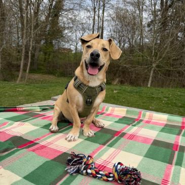 Adoption Gallery Image