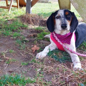 Adoption Gallery Image