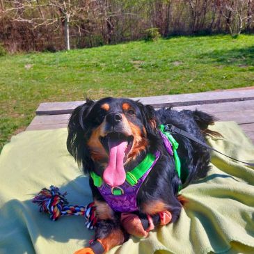 Adoption Gallery Image