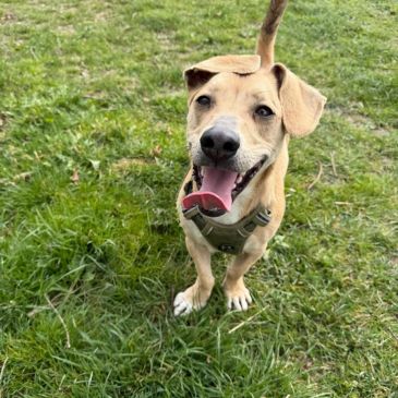 Adoption Gallery Image