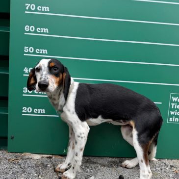 Adoption Gallery Image