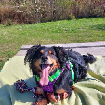 Adoption Gallery Image