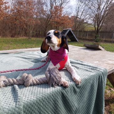 Adoption Gallery Image