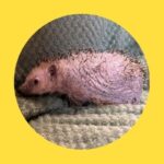 Igelsaison gestartet – Waisen ausgewildert – nackten Igel gefunden