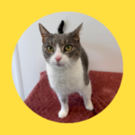 Katze in Lengau zugelaufen / Hähne in Neumarkt ausgesetzt