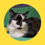 Happy End: Kater nach über 3 Monaten wieder zu Hause