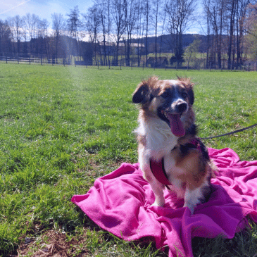 Adoption Gallery Image