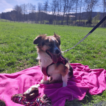 Adoption Gallery Image