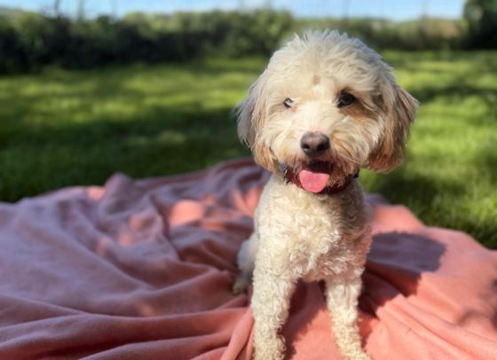 Bella