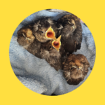 Vogelnest war in Bierkiste!