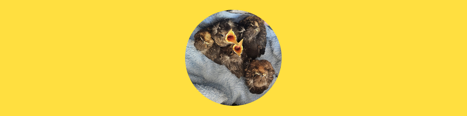 Vogelnest