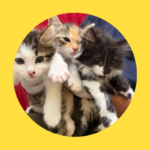 Erst Kastrationspflicht ignoriert, dann ganze Katzenfamilie abgeschoben!