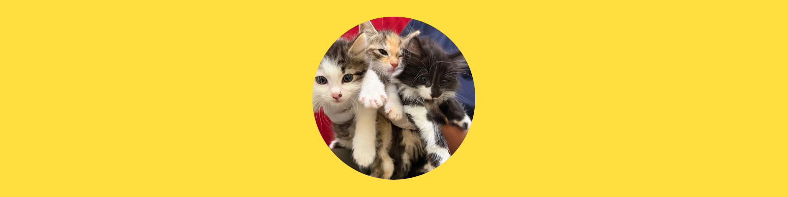 Katzenfamilie