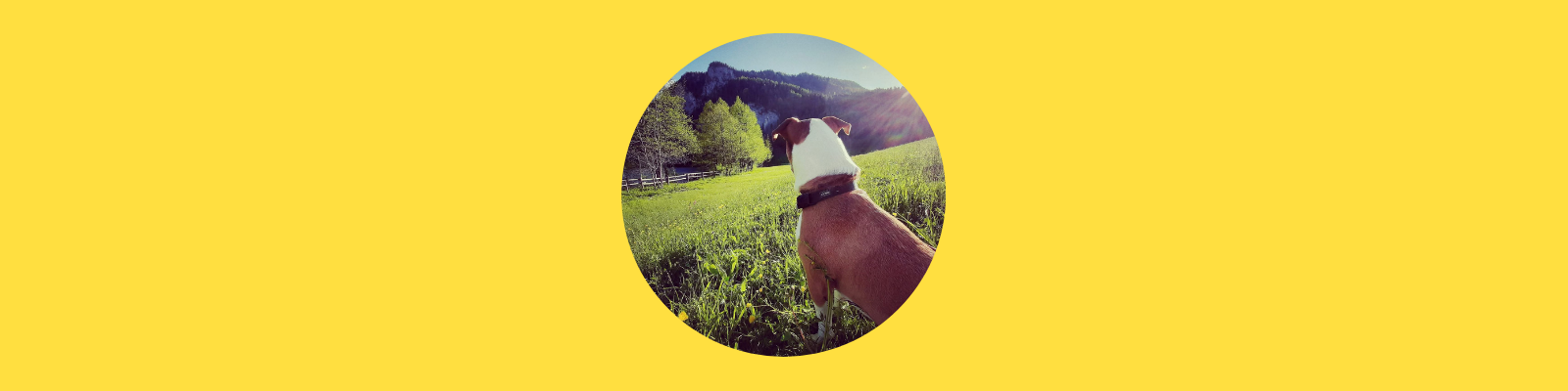 Hund schaut auf Wiese