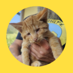 Erneut blindes Katzenbaby gefunden!
