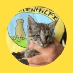 Blinde, kranke Babykatze saß auf Straße!