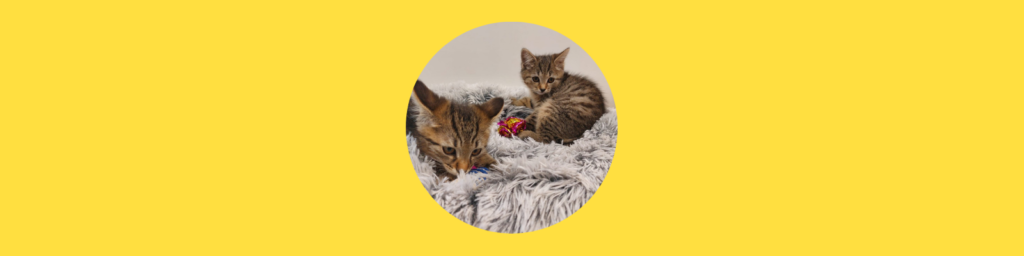 Katzenbabys in Mülltonne geworfen!