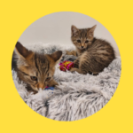 Katzenbabys in Mülltonne geworfen!