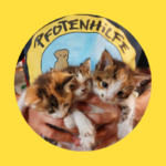 Katzenleid reißt nicht ab: hilflose Katzenbabys auf Straße und Baustelle!