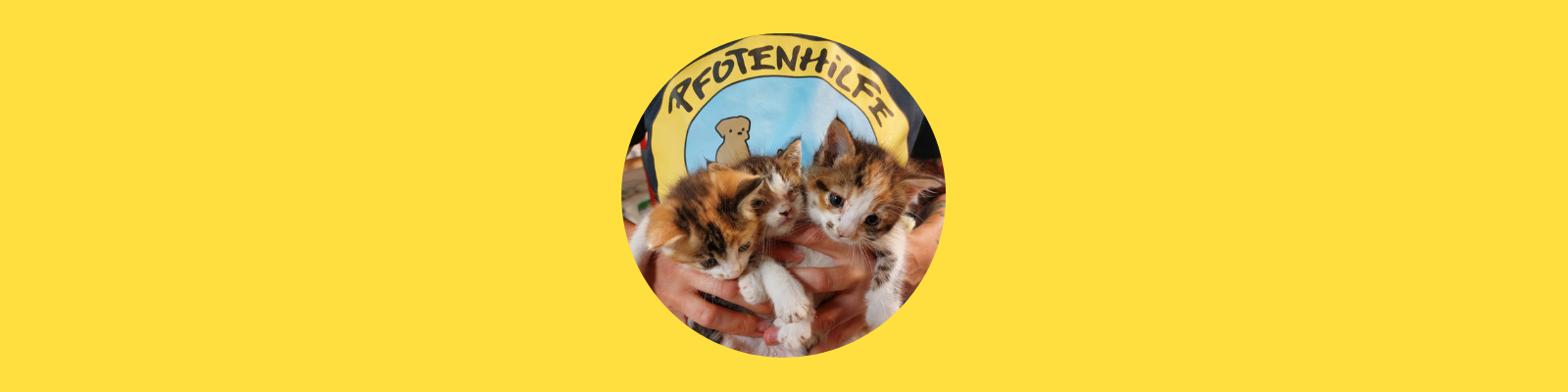 Babykatzen