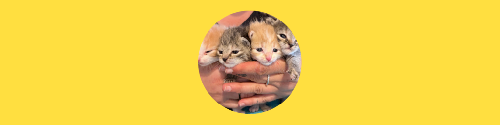 Schon wieder vier Katzenbabys ausgesetzt!