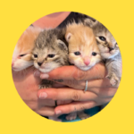 Schon wieder vier Katzenbabys ausgesetzt!