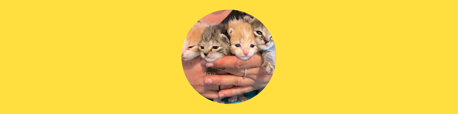 Katzenbabys