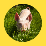 Leiden in Österreich 2,5 Millionen Schweine fast ohne Kontrollen?