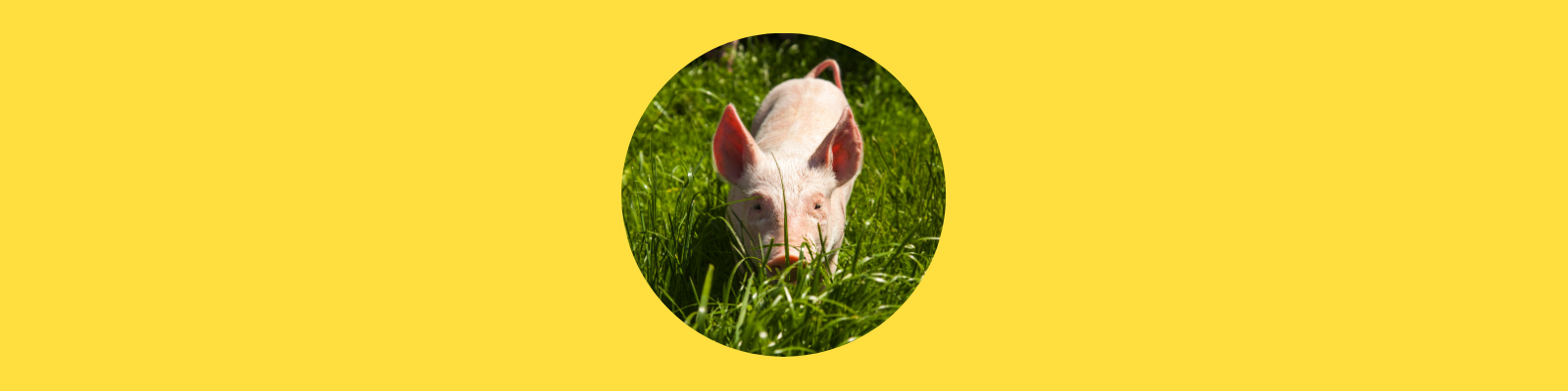 Schwein