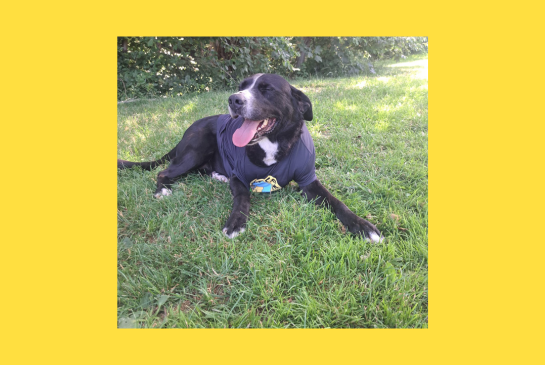 Schwarzer Hund mit weißer Brust trägt dunkles T-Shirt mit ukrainischem Emblem im Gras liegend.